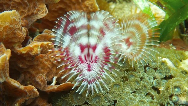 Underwater marine life, Split-crown feather duster worm, Anamobaea oerstedi, Caribbean sea
