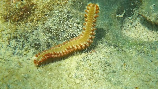 Underwater creature, a bearded fireworm, Hermodice carunculata, on the seabed of the Caribbean sea
