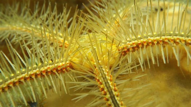Underwater marine life, closeup video of a Ophiothrix suensoni commonly called Suenson's brittle star or sponge brittle star, Caribbean sea
