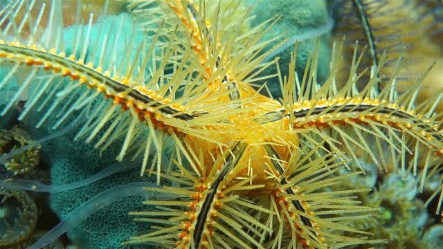 Underwater creature, close-up video of a Suenson's brittle star or sponge brittle star, Ophiothrix suensoni, Caribbean sea
