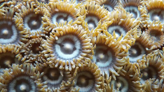 Underwater creature, closeup video of a colony of Mat zoanthid, Zoanthus pulchellus, Caribbean sea
