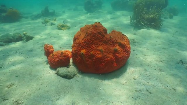 Underwater life, red encrusting sponge, Cliona delitrix, on sandy seabed of the Caribbean sea
