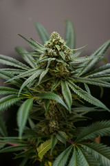 Cannabis_flower