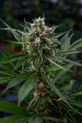 Cannabis_flower