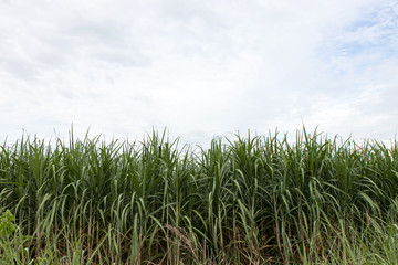 Green leaves of sugarcane.