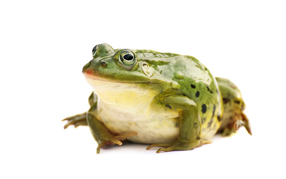 Rana esculenta. Green ,European or water, frog on white background.