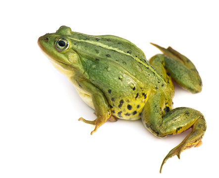 Rana esculenta. Green ,European or water, frog on white background.