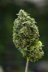Cannabis_bud