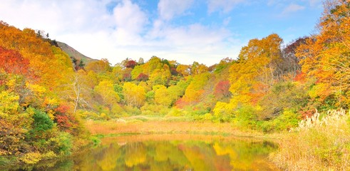 Obraz premium 青空と紅葉の風景