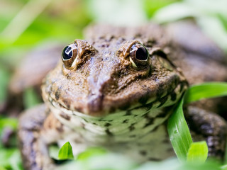 Frog portrait