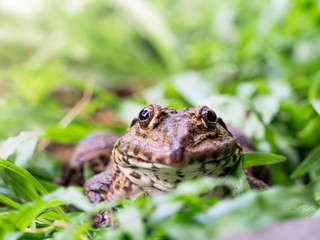 Frog portrait