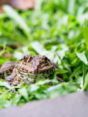 Frog portrait