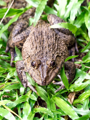 Frog portrait