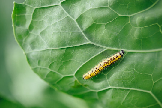 yellow caterpillar on green leaf