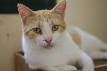 Katzenporträt