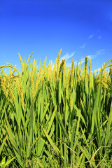 Fototapeta premium The rice in the field