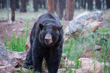 Brown Bear