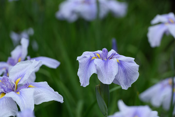 花菖蒲