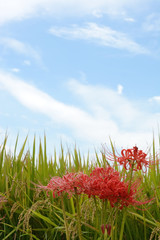 秋の風景　彼岸花と稲

