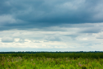 Marsh landscape