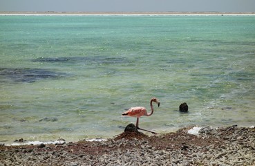 Pink flamingo birds in the turquoise sea in Bonaire