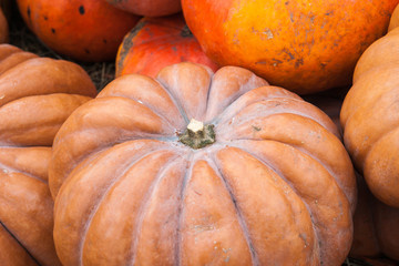 Huge pumpkin on hay