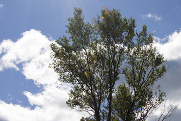 Obraz premium Beautiful Tree Against Blue Sky