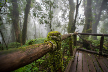 Scenic pathway of Ang Ka nature trail Doi Inthanon National Park Chiangmai ,Thailand.