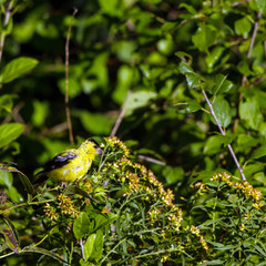 Immature American Goldfinch eats seed in an Illinois prairie in autumn