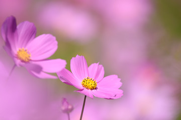 Fototapeta premium コスモス