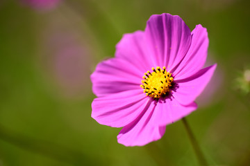 Obraz premium コスモス