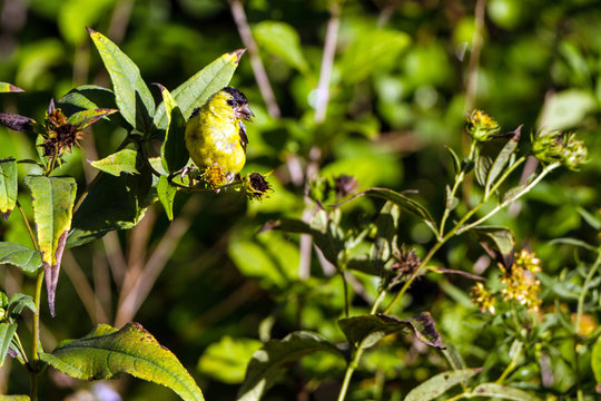 Immature American Goldfinch eats seed in an Illinois prairie in autumn