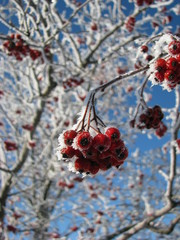 Frost covered red berries on a branch in winter