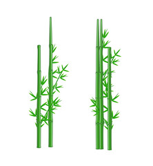 Fototapeta na wymiar Green Bamboo Vector