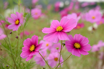 Obraz premium コスモス