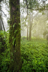 Fototapeta na wymiar Scenic pathway of Ang Ka nature trail Doi Inthanon National Park Chiangmai ,Thailand.