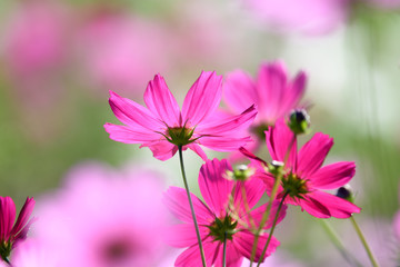 Obraz premium Kosmos