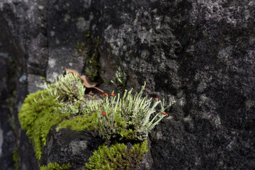 Moss