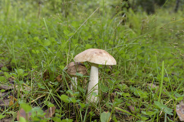 Mushroom of mountain