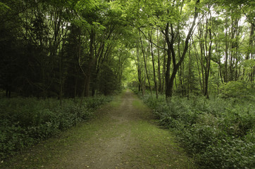 Fototapeta na wymiar shady trail surrounded by trees