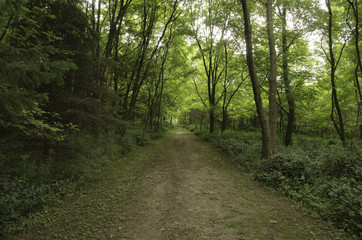 Fototapeta na wymiar shady path in the forest