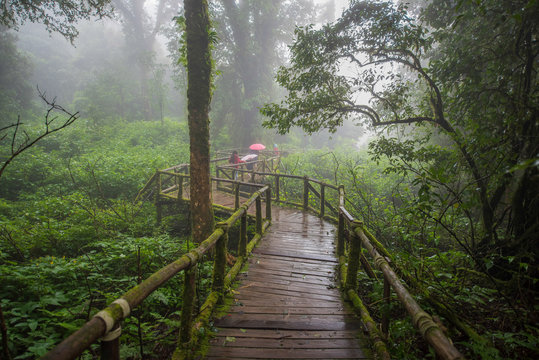 Young children education tour at Ang Ka nature trail Doi Inthanon National Park Chiangmai ,Thailand.