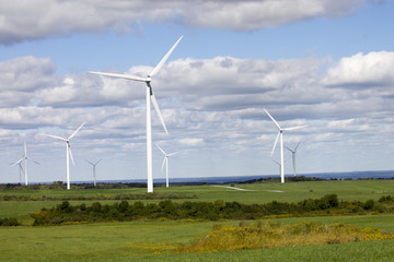 Field of Windmills
