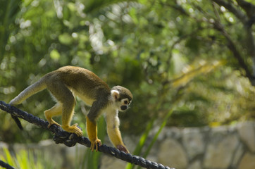 Monkey walking on a stout rope in a zoo enclosure