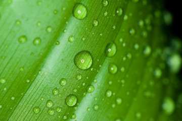 Green leaf with drops of water