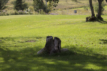 Tree Stump on Lawn