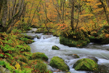 青森県十和田　紅葉の奥入瀬渓流