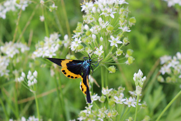 ニラの花の蜜を吸うキオビエダシャク