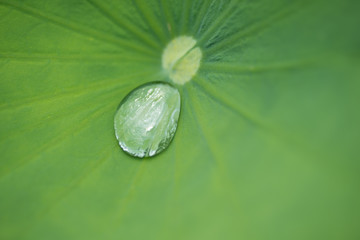 ハスの葉と水滴