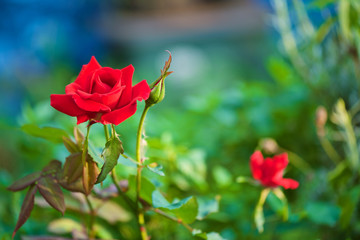 Red Rose with blurred background setting 